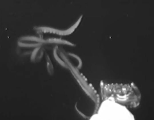  The squid can be seen lurching from the darkness and attacking the probe