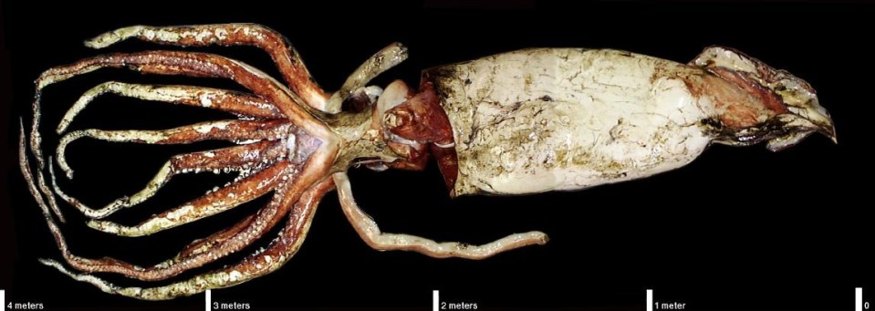  Experts think that giant squid can grow up to 13 metres long due to a condition called deep-sea gigantism