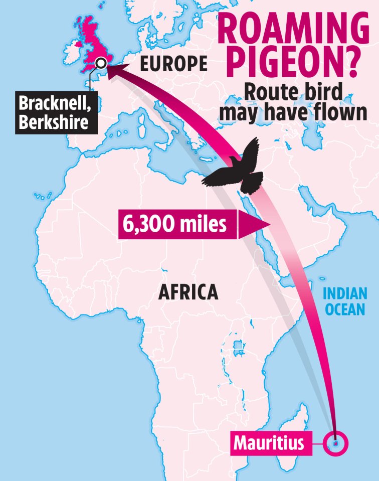  The ultra-rare birds are native to tropical islands in the Indian Ocean