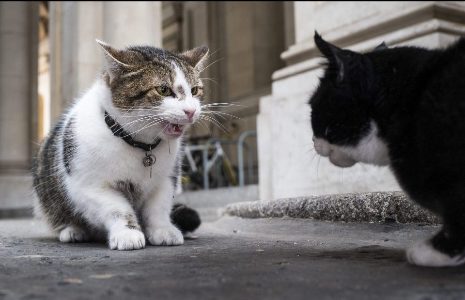 Palmerston and Larry are bitter rivals and have been caught scrapping outside No10