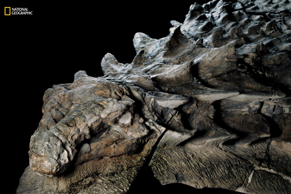  This "mummy" has been touted as the best preserved dinosaur on Earth