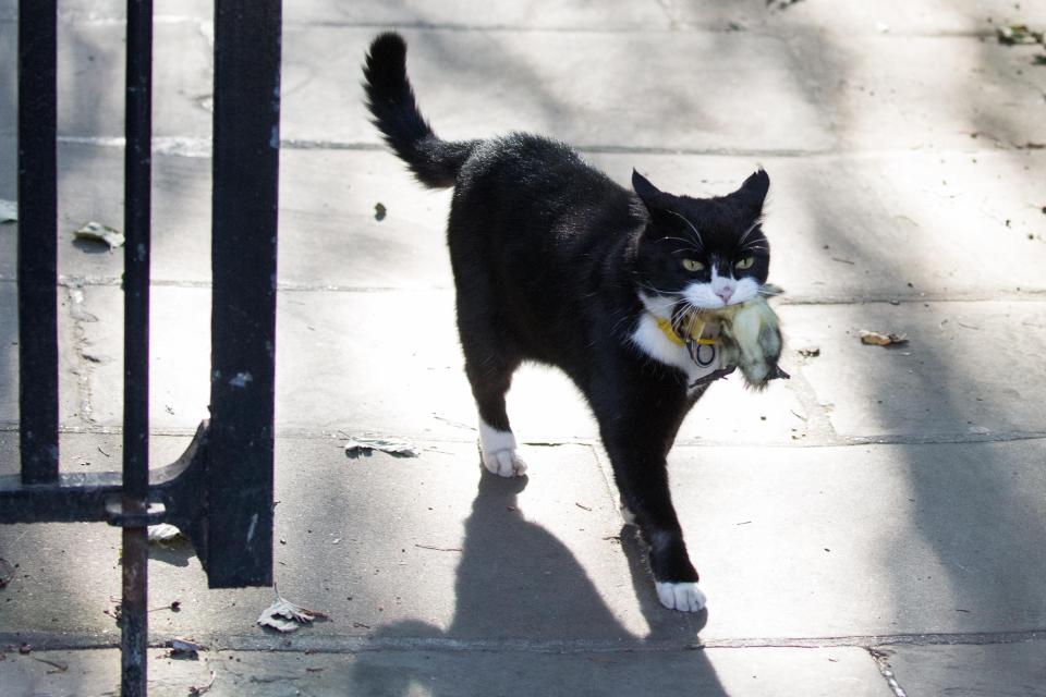 Foreign Office cat Palmerston poses for cameras as he ruthlessly snaffles up a helpless duckling