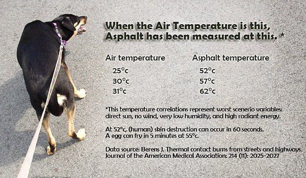  A graphic shared online explains that temperatures on pavements can reach in excess of 60C