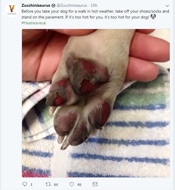  Last year another dog owner shared the same warning after their dog's paw pads were burnt