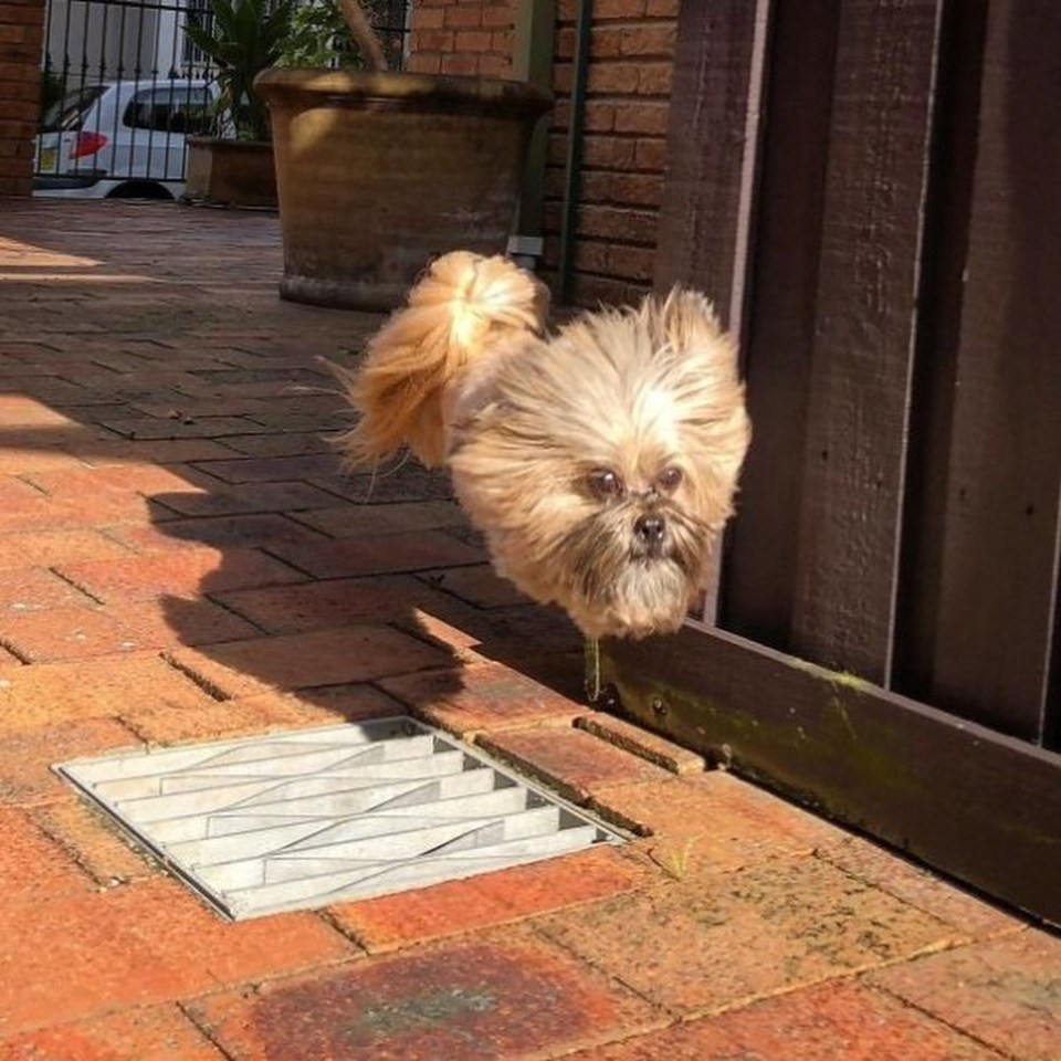  Have a gander at this floating, furry, friend