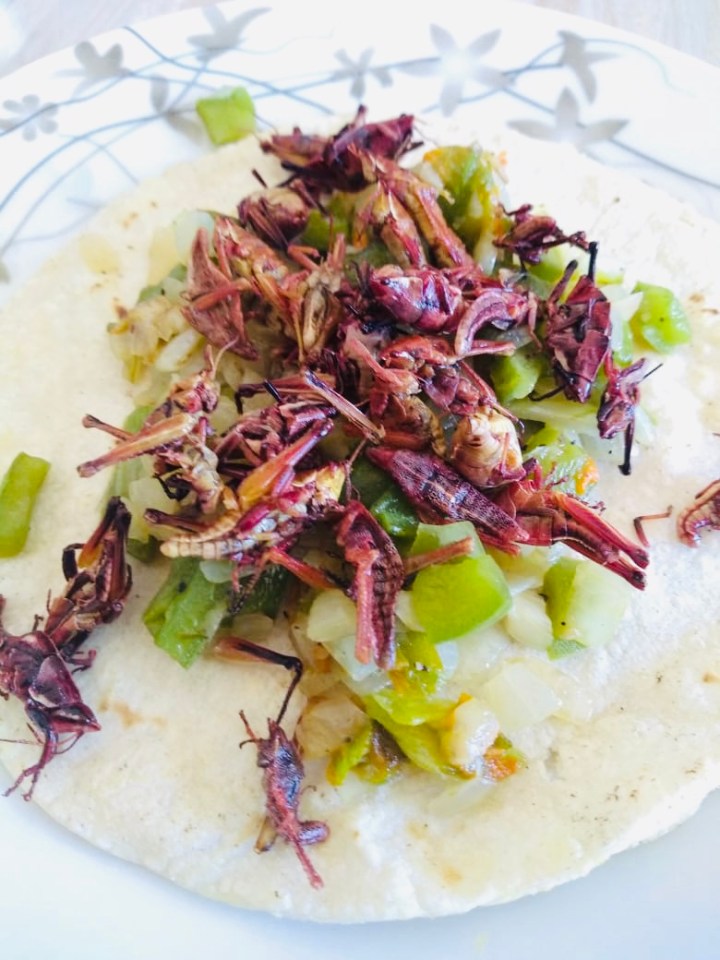  Crickets as a garnish for a tortilla