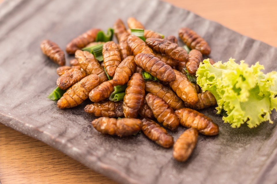  Brits may have to chow down on insects in humanity is to avoid a global food shortage (stock image)