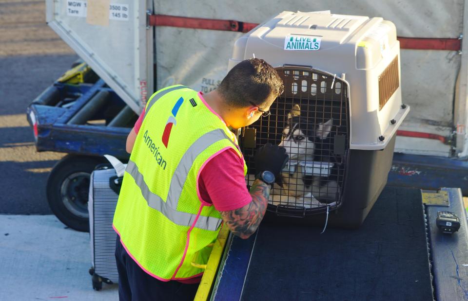 Most pets cannot be in the cabin of the plane, unless they are service animals