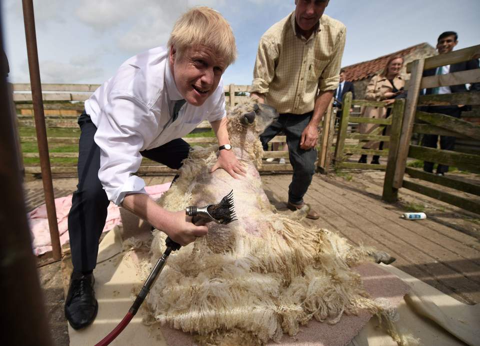  Boris shearing a sheep on the campaign trail