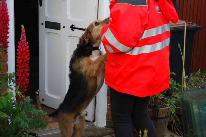  Royal Mail released the figures for its Dog Awareness Week