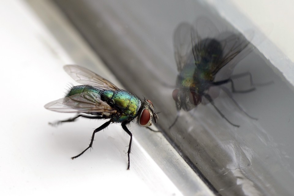  The woman's toddler is scared of the bugs that come into their home