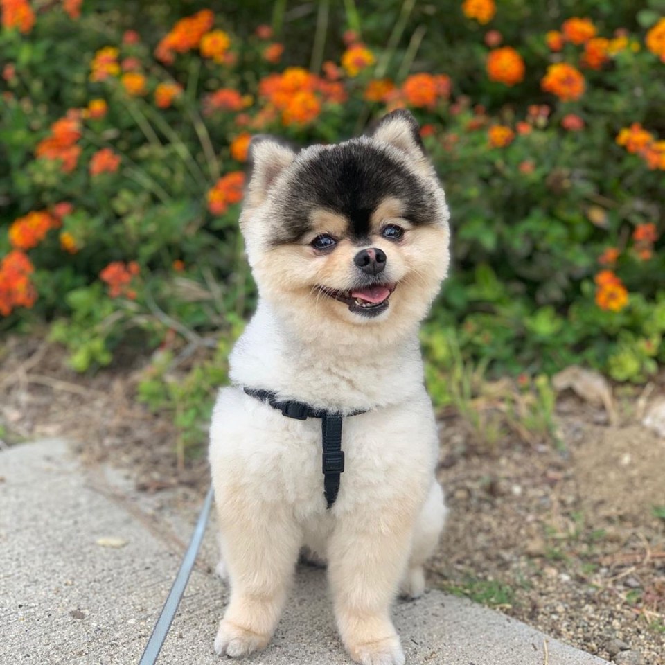  Daniel Sturridge has spent the summer in Los Angeles, only to have his beloved dog Lucky Lucci nicked from his Hollywood mansion