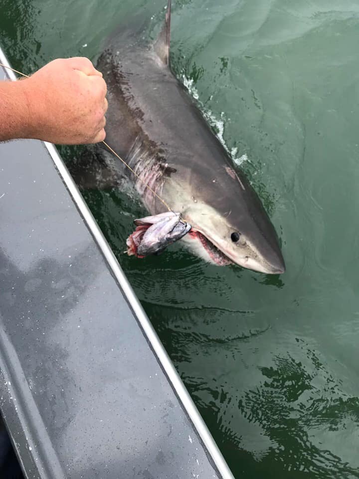  Terrifying footage shows the rod bending in half as 'Jaws' surfaces after a titanic struggle