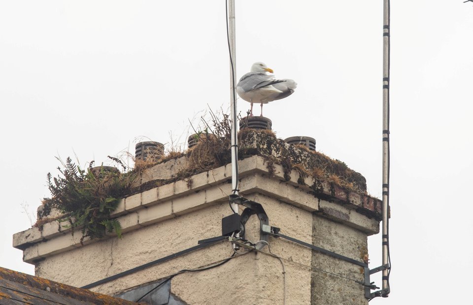  A seagull pictured near the scene of the attack yesterday