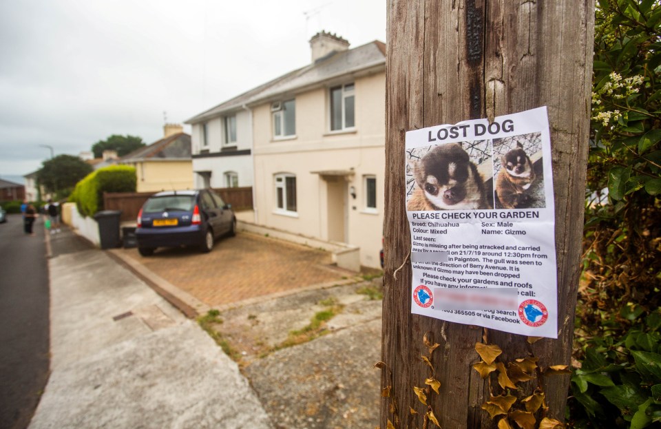  Posters have been put up in the area as the search for Gizmo continues