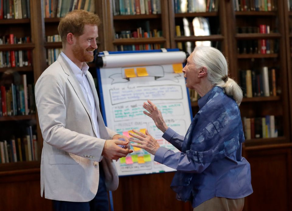  When the pair first met last year, Dr Jane had taught Harry, 34, how a male and female chimp greet each other