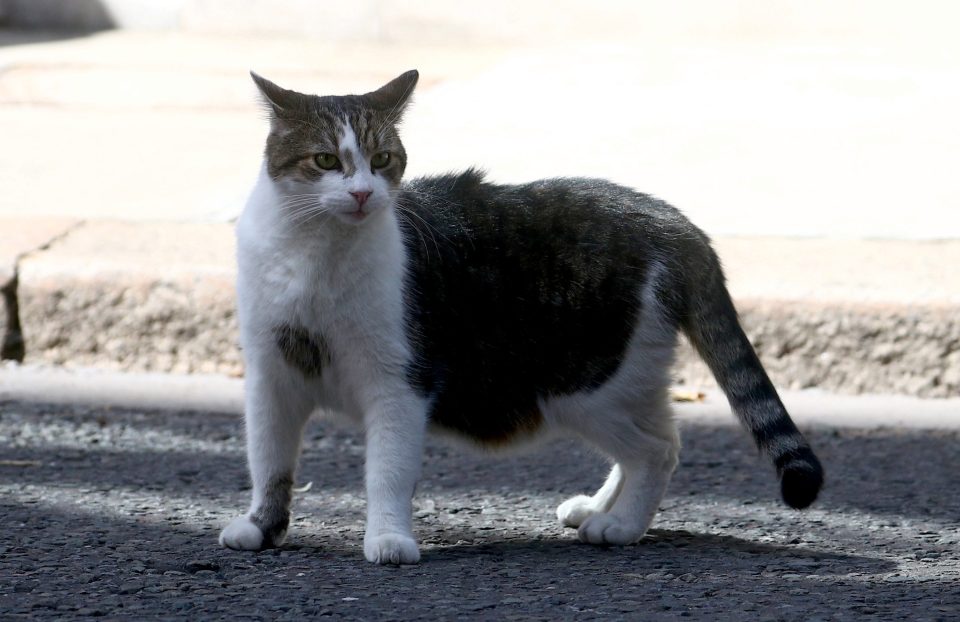 Larry the Cat has the title Chief Mouser and has seen off two Prime Ministers