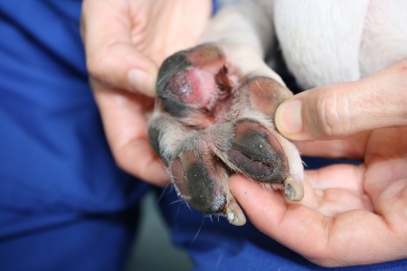  The Blue Cross has warned about walking your dog on a hot pavement after Buster the Boxer burnt his paws