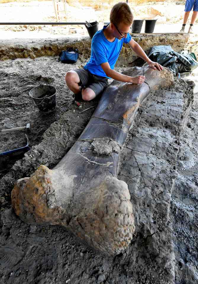  The bone measures a lengthy 6.5 feet, and was found in an area of France that would have been marshland when the sauropod roamed there