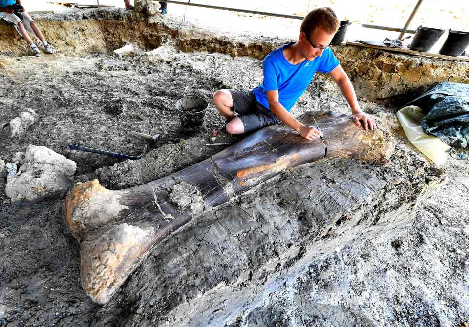  The enormous bone probably belonged to a sauropod