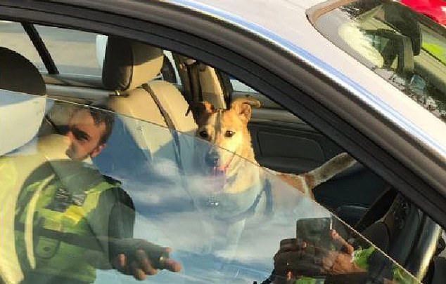  One dog was rescued from a roasting hot car in Leeds after his owners went shopping yesterday