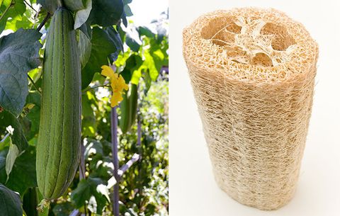 Loofahs are actually a giant dried “cucumber”