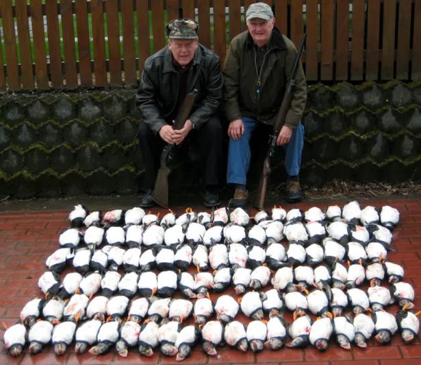  Carrie was disgusted by pictures of hunters who pay to kill up to 100 puffins at a time