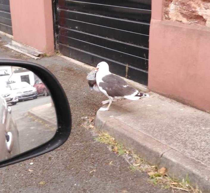  A seagull was pictured devouring a pigeon in Devon