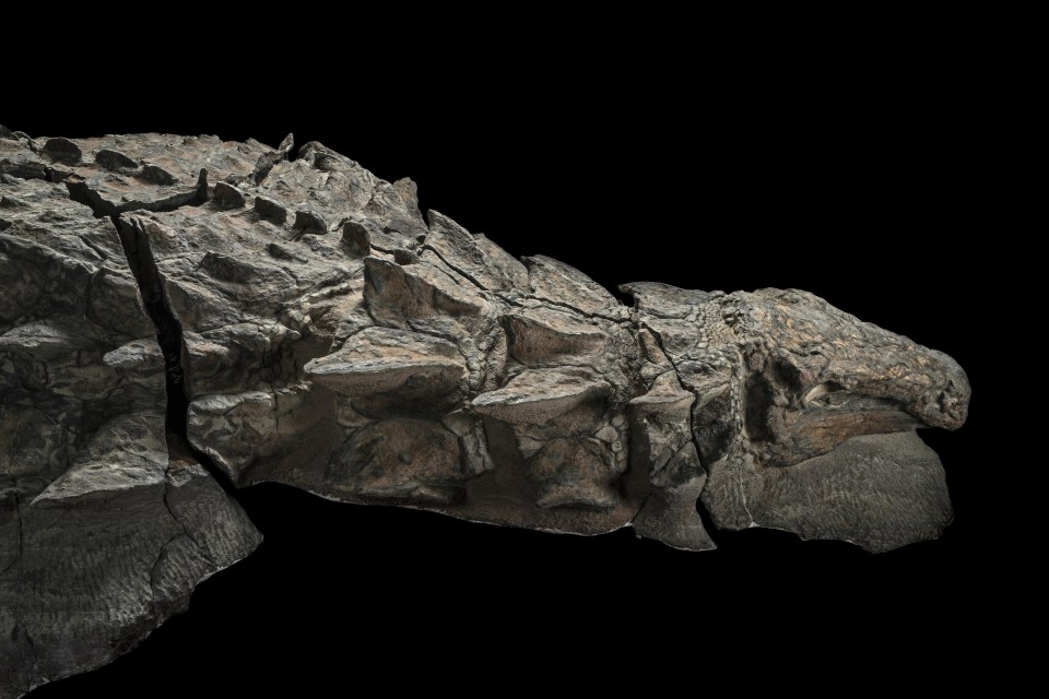 The remains have been dubbed a genuine “dinosaur mummy”