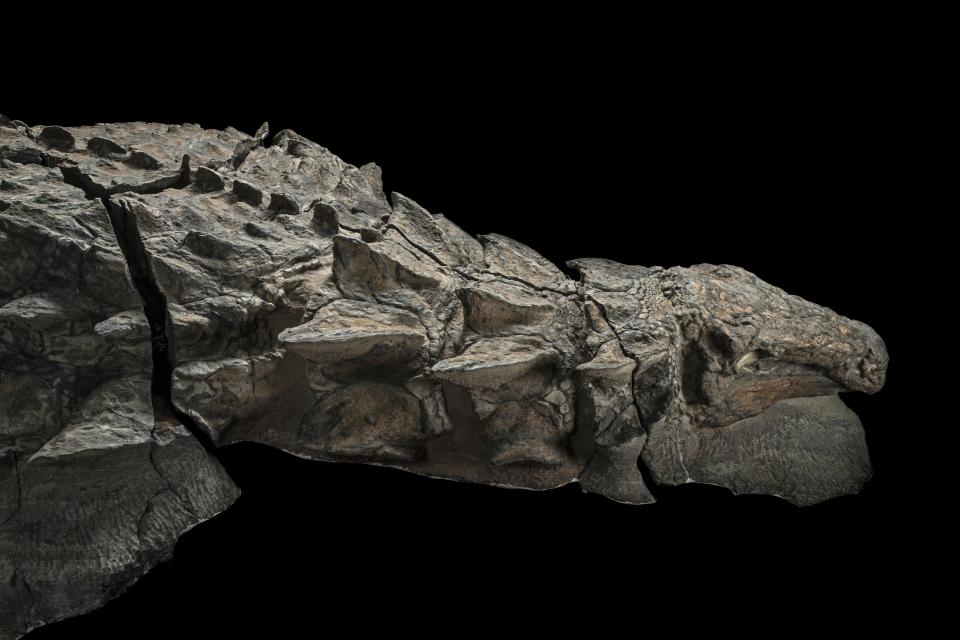  The remains have been dubbed a genuine "dinosaur mummy"