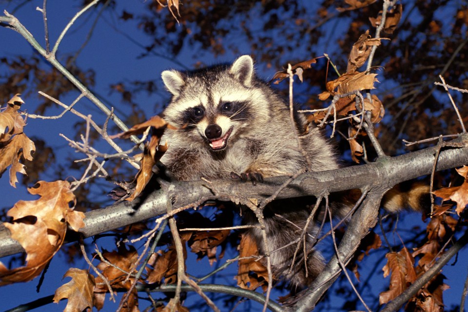  Global warming could help the raccoon's range grow considerably in Europe