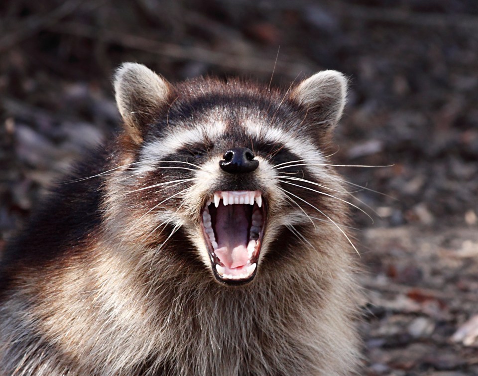  Raccoons can be dangerous, particularly to pets and children