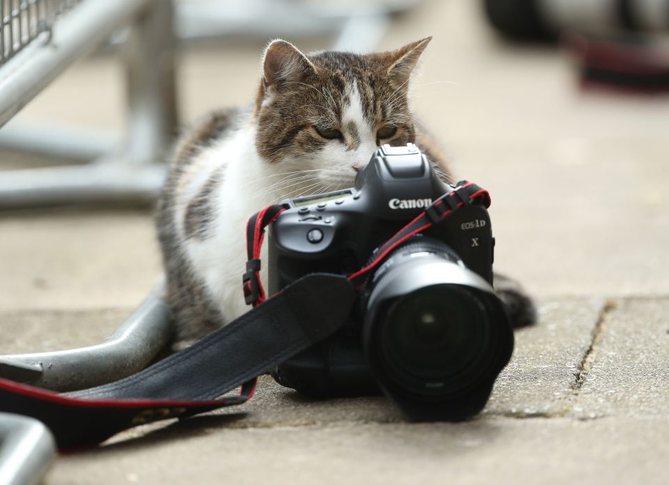 Larry the Cat snaps back at photographers