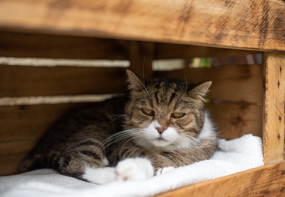  Both dogs and cats need a shady area out of the sun to keep their body temperature down