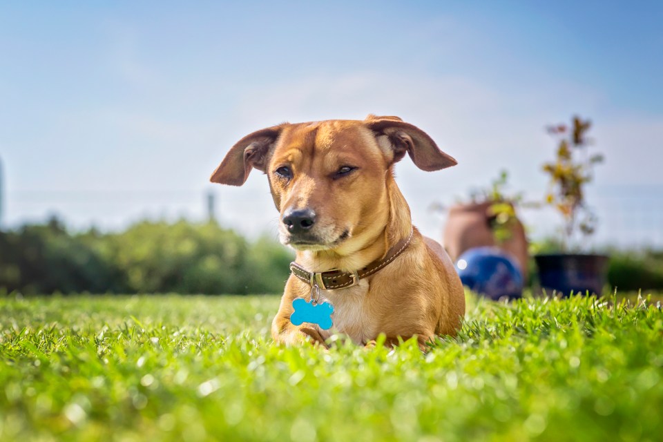  Avoid taking our dog out for a walk during the hottest part of the day