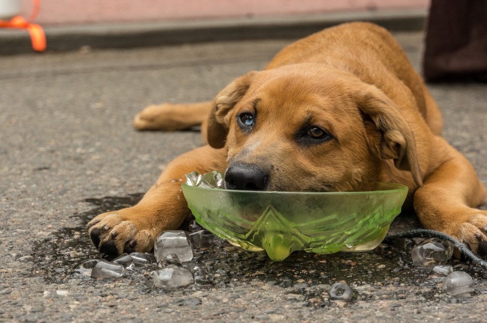  The RSPCA advises to put ice cubes in drinking bowls for dogs and cats to help keep them cool in hot weather