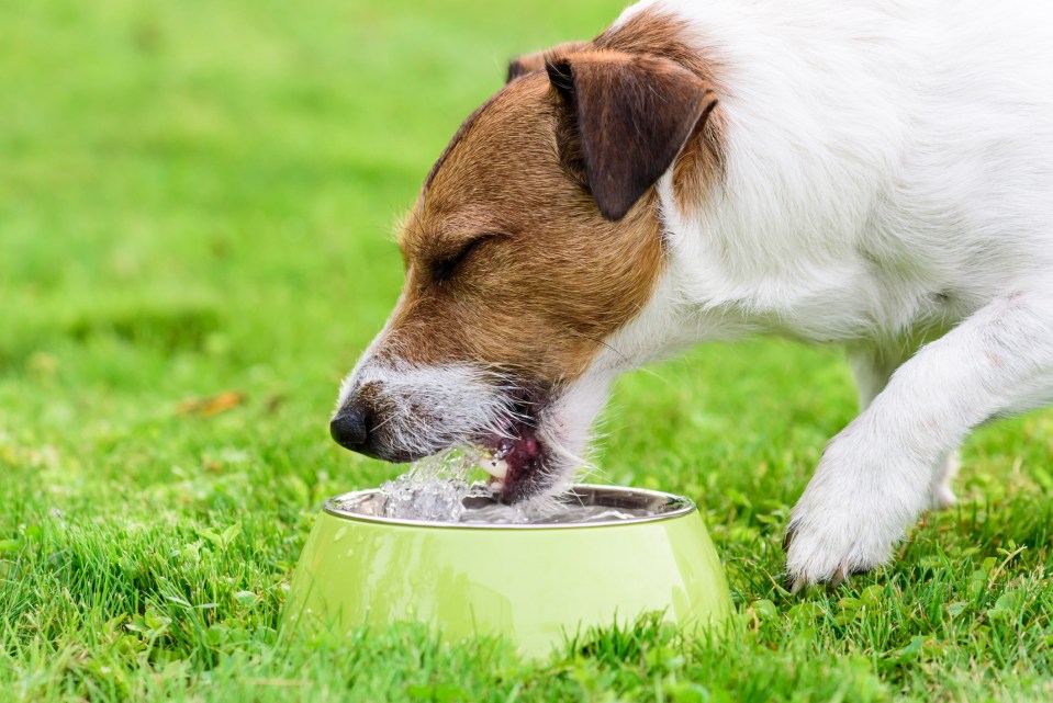  Make sure your dog has plenty of water to drink at all times