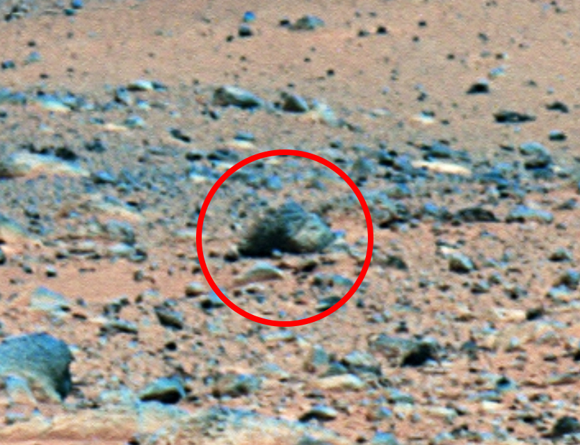 Steve Martin spotted this pigture perfect image of the porker on Mars