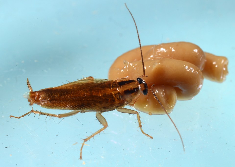  This German cockroach is feeding on an insecticide gel, which is supposed to kill it