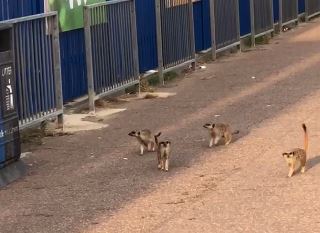  The meerkats broke out of Southend zoo