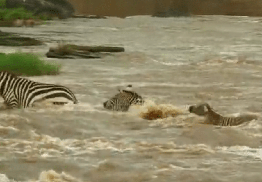  As the baby zebra was getting closer to getting out of the dangerous waters, the croc was spotted