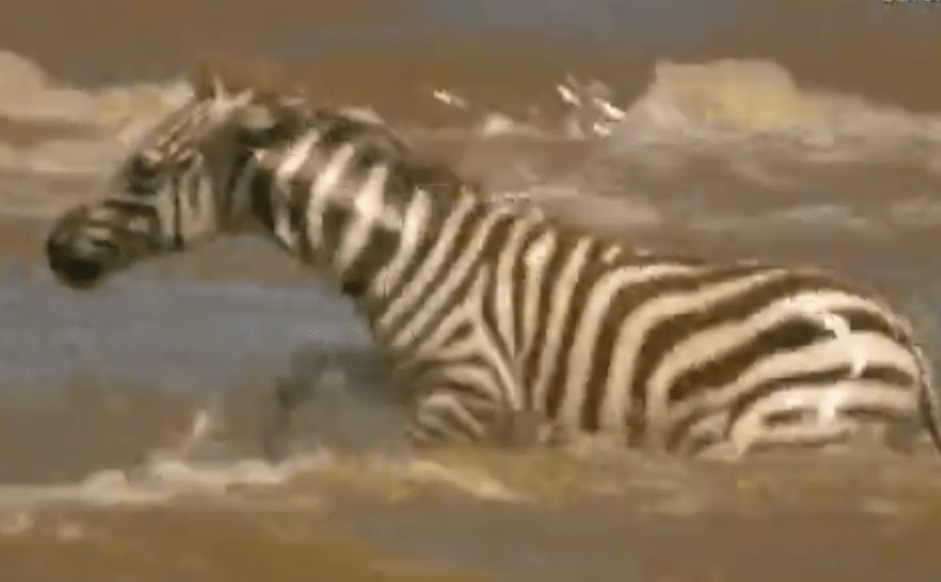  The clip shows a zebra navigating itself through crocodile-infested waters