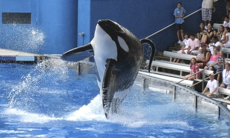 Attractions that feature dolphins and whales are part of the change