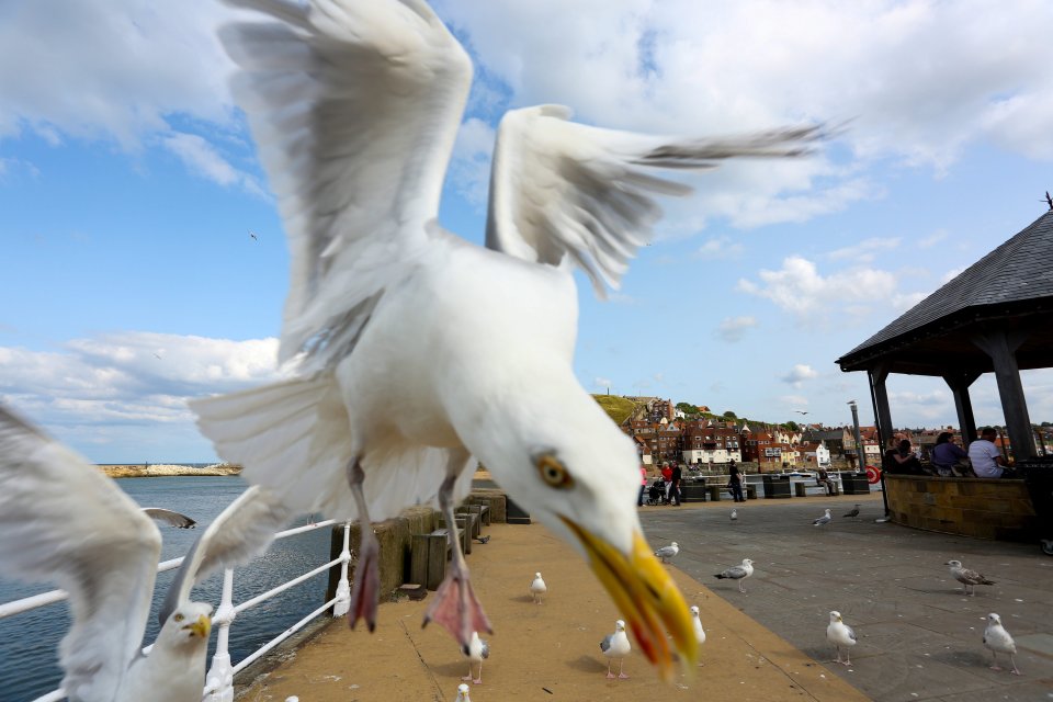  Staring seagulls in the eye could stop the pesky birds from snatching food from your hands