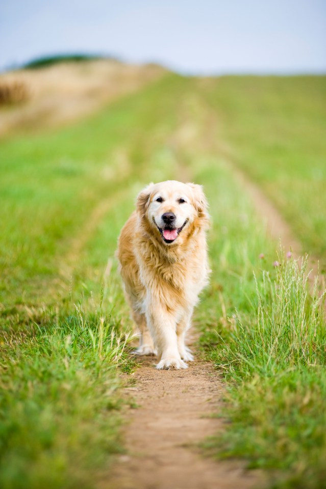  Take your dog on a nice long walk