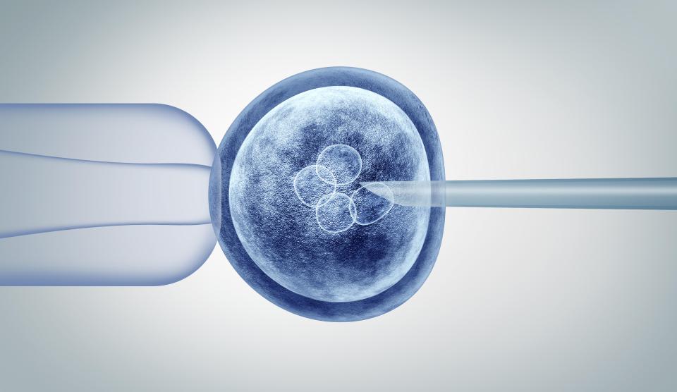  Scientists claim to have successfully combined human stem cells with a monkey embryo - and found they began creating muscle and organ cells