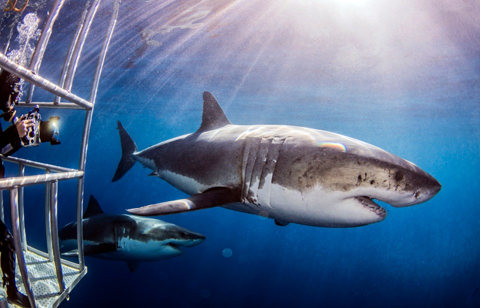  Numbers of great white sharks have plummeted off the South African coast, where they normally fuel a cave-diving industry