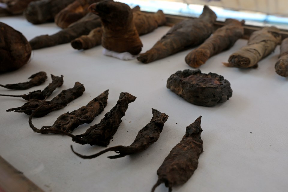  Around 50 mummified animals were found