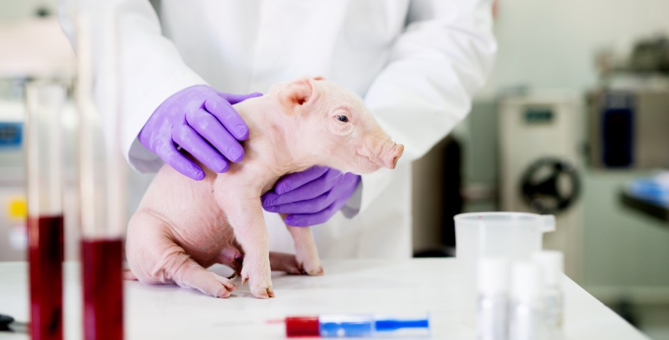  Scientists could be close to solving the organ donor crisis as a leading surgeon claims pigs' hearts could be used in human transplants within just three years (stock image)