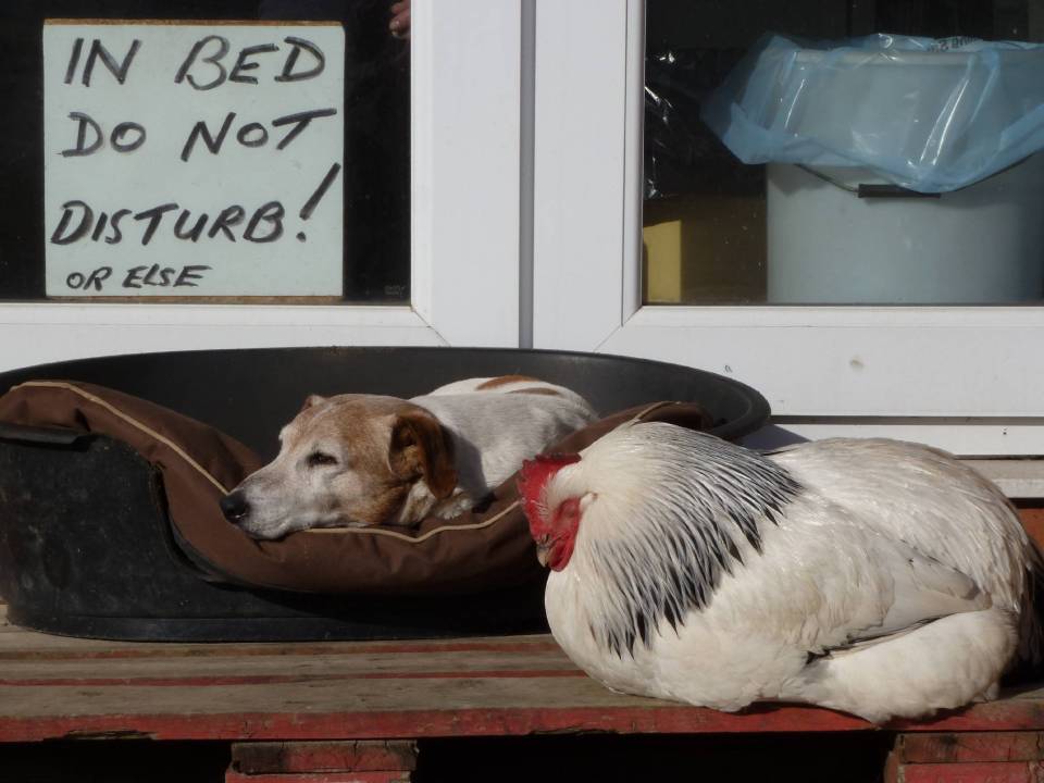  Whitey the Jack Russell gets some shut-eye down on the farm, with a cockerel for company. Taken by John Dawson